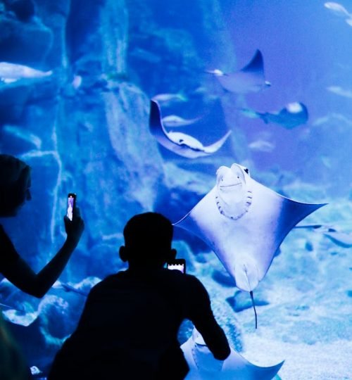 Dubai Aquarium & Underwater